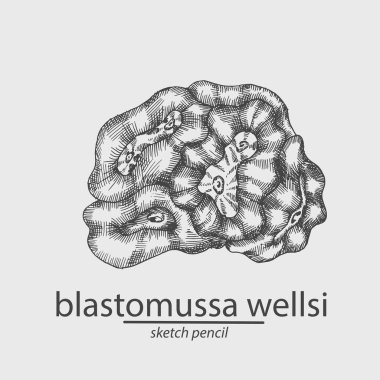 Mercan. Blastomussa velsi. Deniz. Vektör çizim