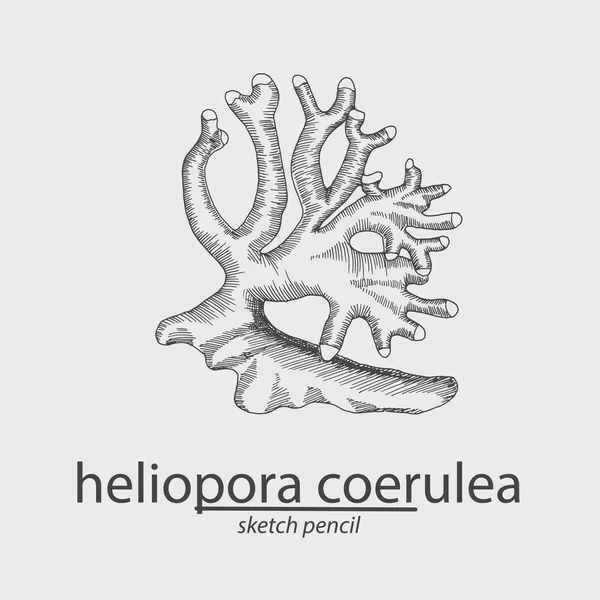 珊瑚. Heliopora curulae。海。草图样式。矢量插图 — 图库矢量图片