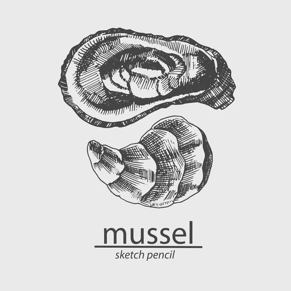 Mussel. A marine resident. Sketch style. Vector Vector Graphics