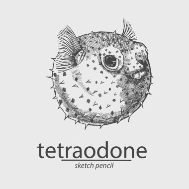 Balık top. Deniz resident. Kroki. Vektör