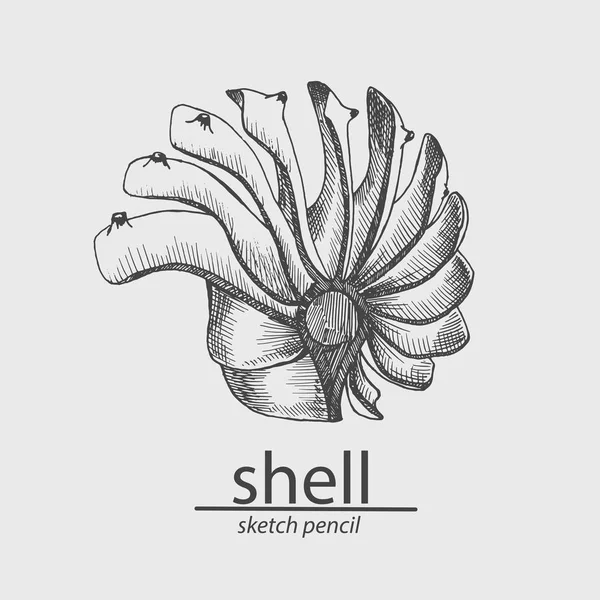 Sea shell. Mariene ingezetene. Dier. Schets stijl. Tekenen met de hand. Vectorillustratie. — Stockvector