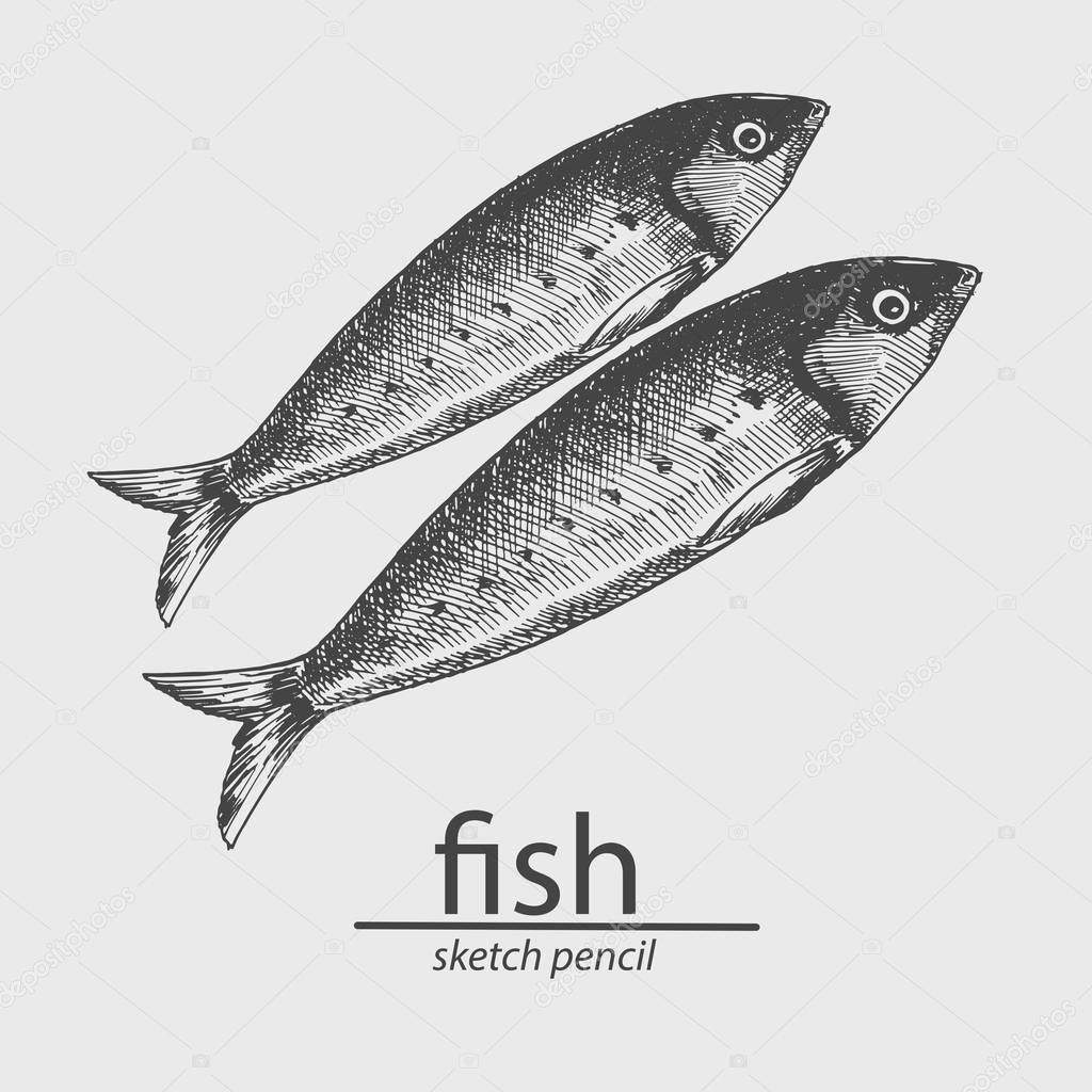 Fish. A marine resident. Animal. Sketch style. Drawing by hand. Vector illustration.