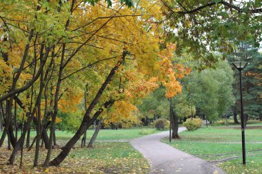 Sonbahar. Parkta. Sarı ağaçlar. 