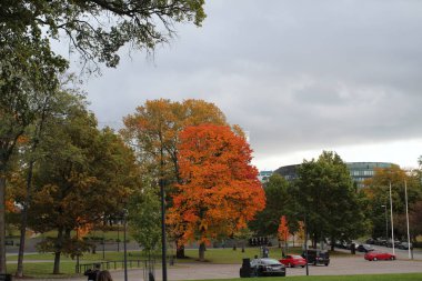 Sonbahar. Finlandiya. Helsinki. Ağaçlar..