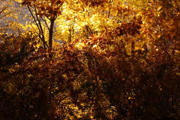 Træer Blade Natten Golden Efterår - Stock-foto