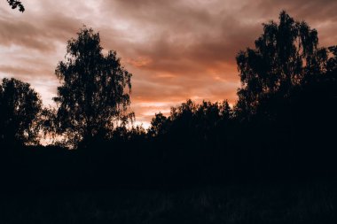 Ormanda gün batımı