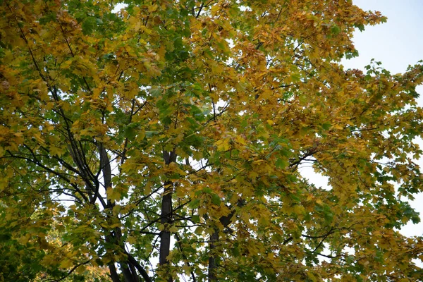 St. Petersburg 'da sonbahar ağacı