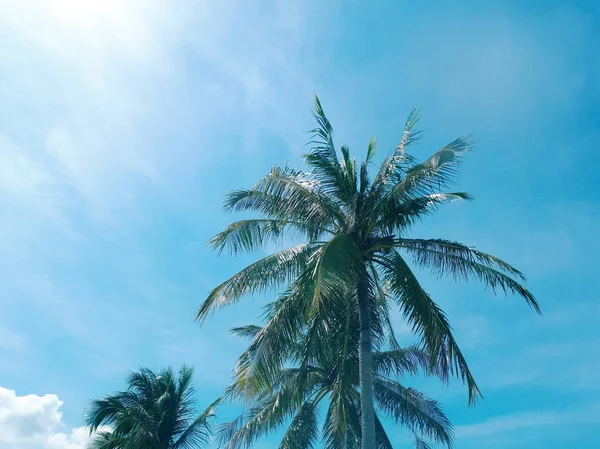 Palm Tree Sunny Blue Sky Background Stock Photo