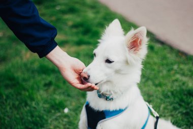 White Swiss Shepherd training by pet owner. Cute purebred dog