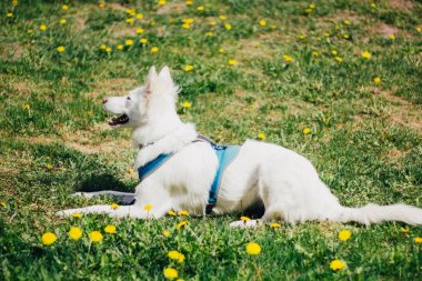 Sarı çiçek çim alanında Mutlu beyaz kabarık köpek