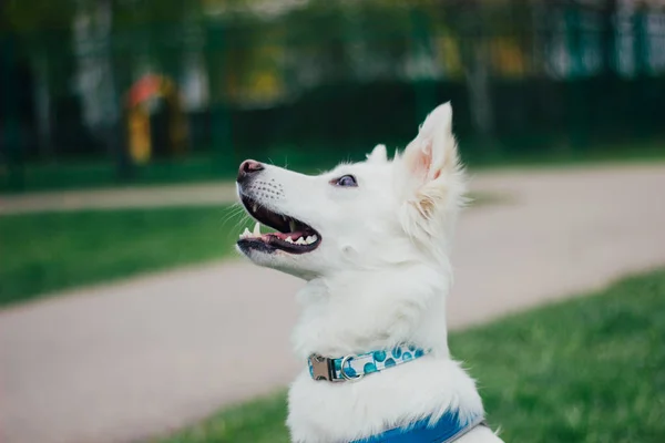 Κλείσε Πορτρέτο Του Λευκού Ελβετικού Βοσκού Γρασίδι Χαριτωμένο Καθαρόαιμο Σκυλί — Φωτογραφία Αρχείου