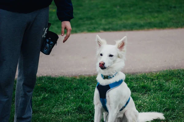 White Swiss Shepherd Εκπαίδευση Από Τον Ιδιοκτήτη Κατοικίδιων Ζώων Χαριτωμένο — Φωτογραφία Αρχείου