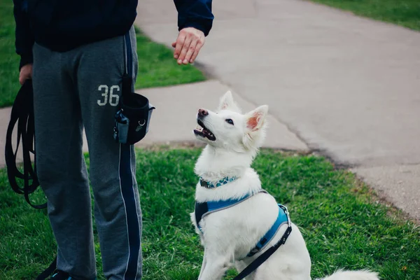 White Swiss Shepherd training by pet owner. Cute purebred dog