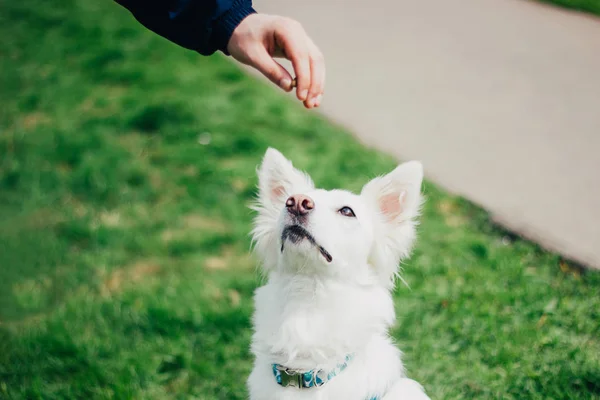 White Swiss Shepherd Training Pet Owner Cute Purebred Dog — 스톡 사진