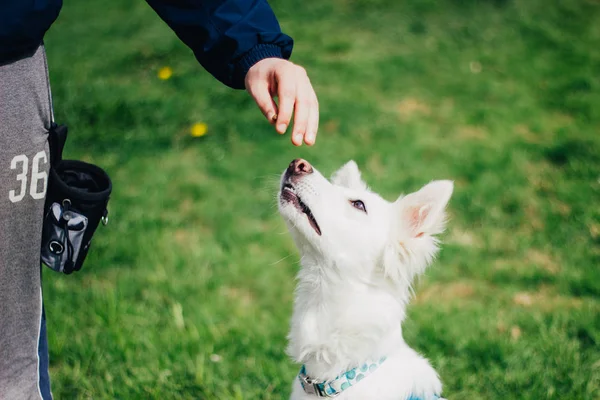 White Swiss Shepherd training by pet owner. Cute purebred dog