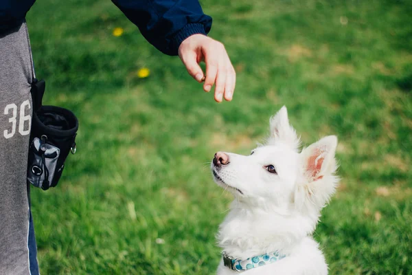 Formation Berger Suisse Blanc Par Propriétaire Animal Compagnie Mignon Chien — Photo