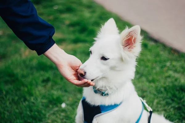 White Swiss Shepherd Training Pet Owner Cute Purebred Dog — 스톡 사진