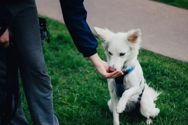 White Swiss Shepherd training by pet owner. Cute purebred dog