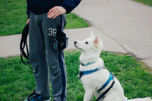 White Swiss Shepherd Training Pet Owner Cute Purebred Dog — Stok fotoğraf