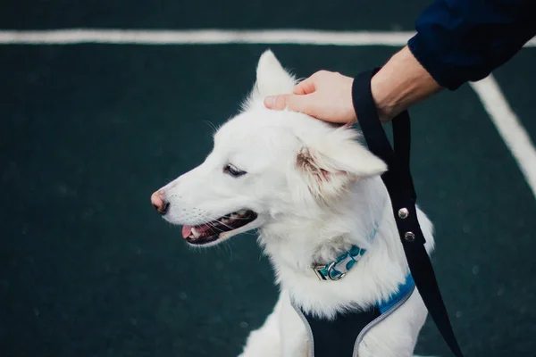 Gros Plan Mignon Chien Moelleux Blanc Avec Son Propriétaire — Photo