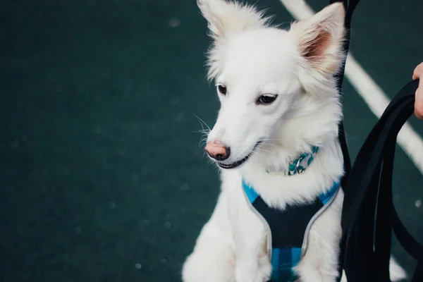 Κοντινό Πλάνο Ενός Λευκού Χαριτωμένο Χνουδωτό Σκυλί Τον Ιδιοκτήτη Του — Φωτογραφία Αρχείου