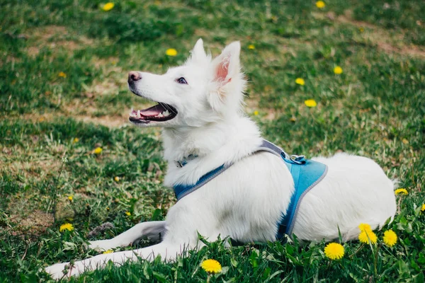 Sarı çiçek çim alanında Mutlu beyaz kabarık köpek