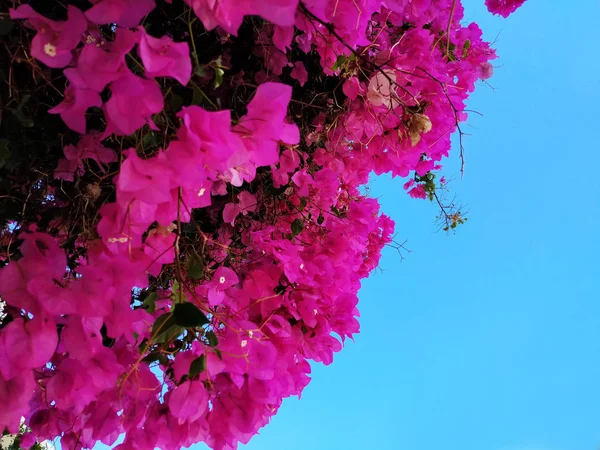 Yaz Güneşli Bir Günde Begonviller Açan Ağaçlar Girit Yunanistan — Stok fotoğraf