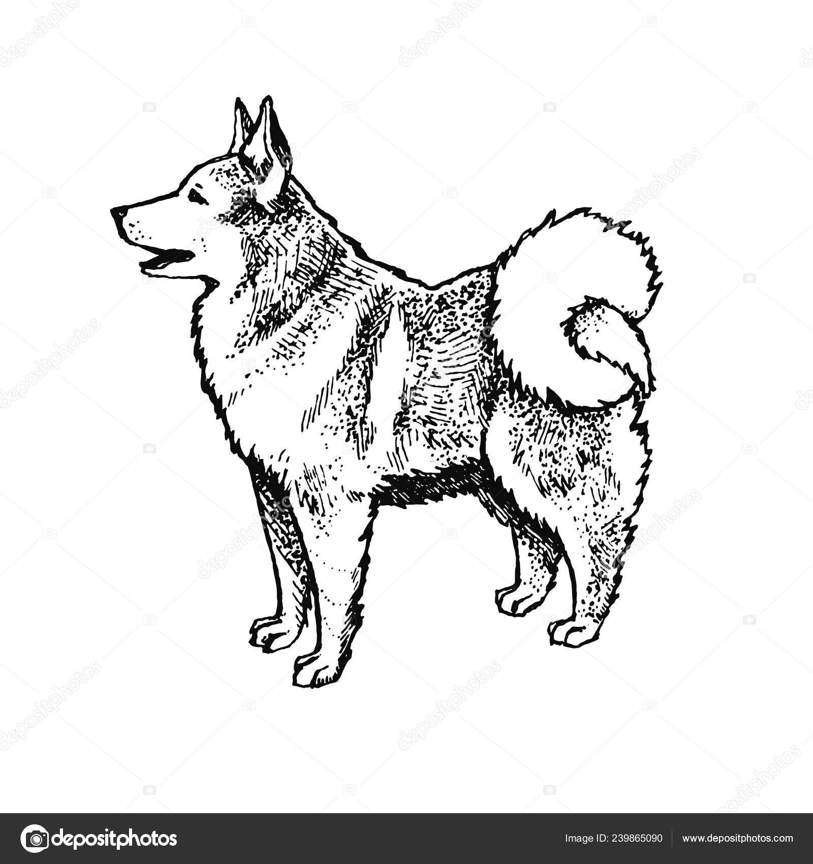 Husky Chien Esquimau Loup Pleine Longueur Encre Dessinés