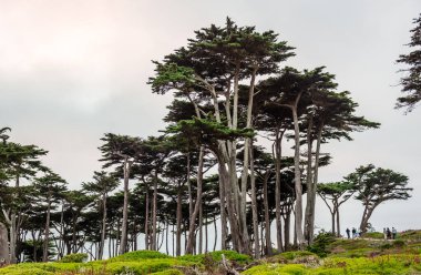 Kimliği belirsiz insanlar selvi ağacı korusunda yürür. Land 's End, San Francisco, California, Temmuz 2015.