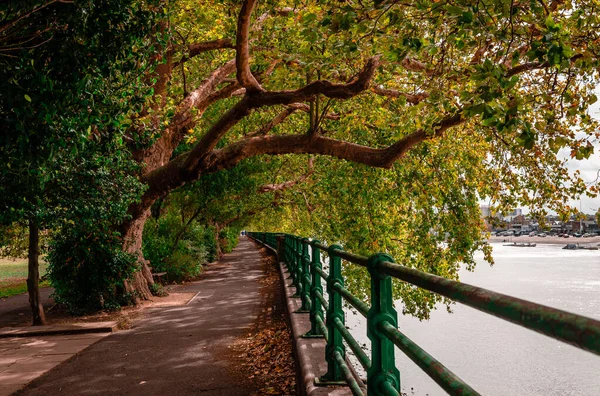 Thames Yolu Nun Sonbahar Manzarası Fulham Londra Ngiltere Bir Yerde — Stok fotoğraf