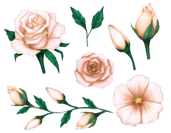Conjunto Mão Desenho Rosas Bege Folhas Verdes Sobre Fundo Branco — Fotografia de Stock