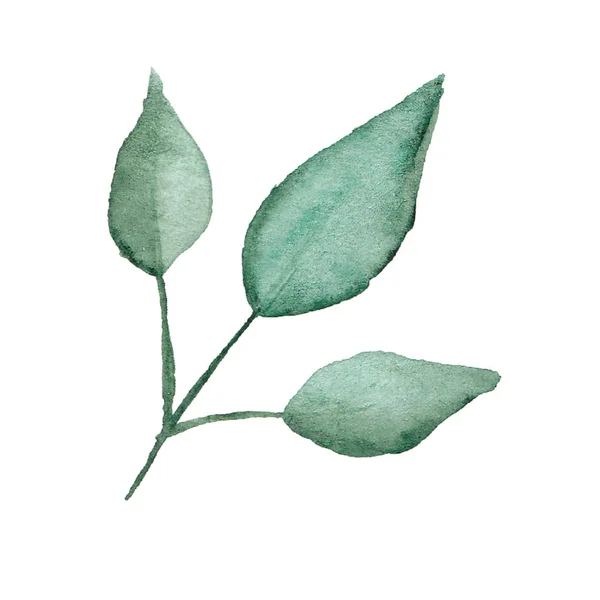 Handritade akvarell gröna blad på vit bakgrund. — Stockfoto