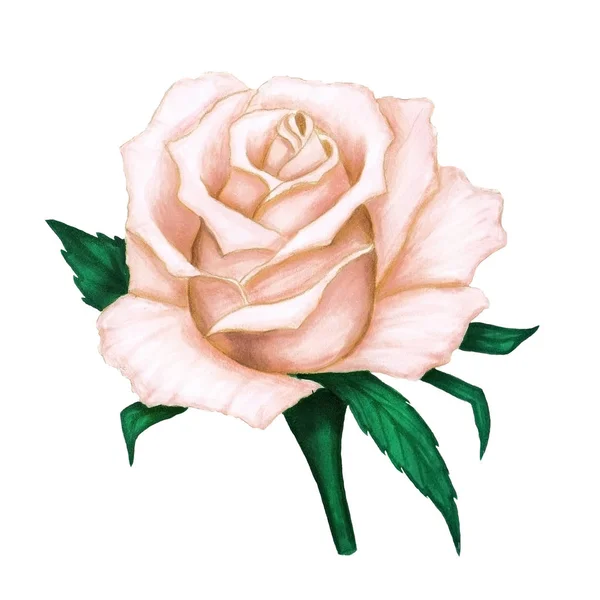 Ręcznie rysowane beżowy róża z zielonych liści na białym tle. — Zdjęcie stockowe