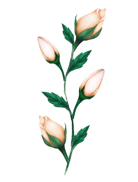 Ręcznie rysowane beżowe róże z zielonymi liśćmi na białym tle. — Zdjęcie stockowe