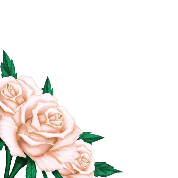 Rose beige disegnate a mano con foglie verdi su sfondo bianco . — Foto Stock