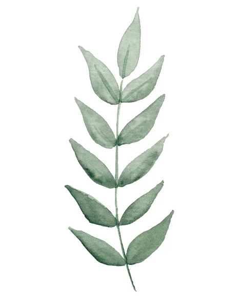 Handgezeichnetes Aquarell grünes Blatt auf weißem Hintergrund. — Stockfoto
