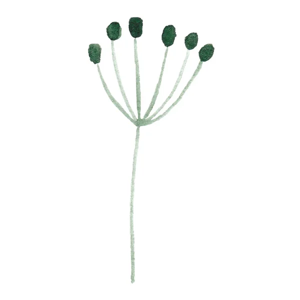 Handgezeichnete Aquarell grüne Blume auf weißem Hintergrund. — Stockfoto