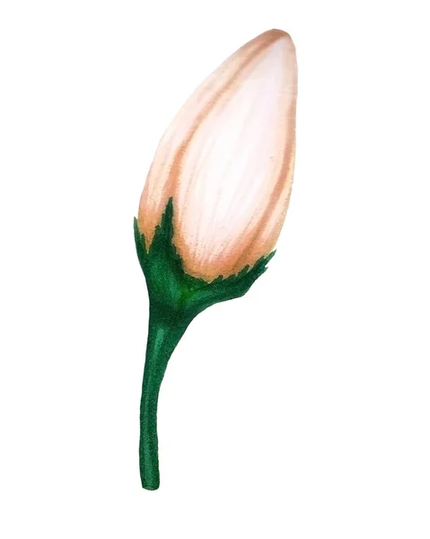 Flor beige dibujada a mano con tallo verde sobre fondo blanco . — Foto de Stock