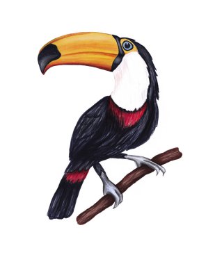 Beyaz bir arka plan üzerinde el çizilmiş sevimli tropikal kuş toucan.