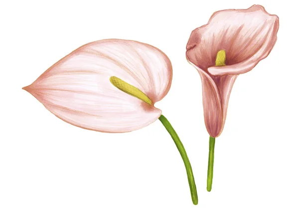 白い背景に柔らかいピンクベージュの花のアンスリウムとザンテデスキアを描く手のセット. — ストック写真