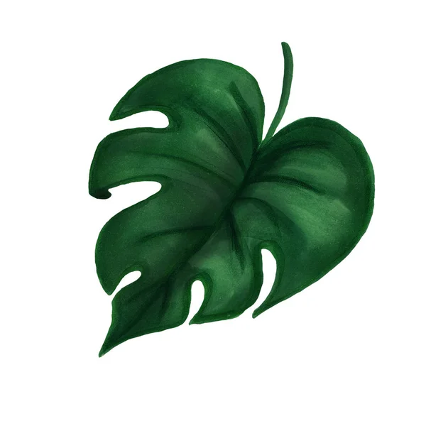 Kézzel rajzolt sötétzöld dzsungel filodendron levél fehér alapon. — Stock Fotó