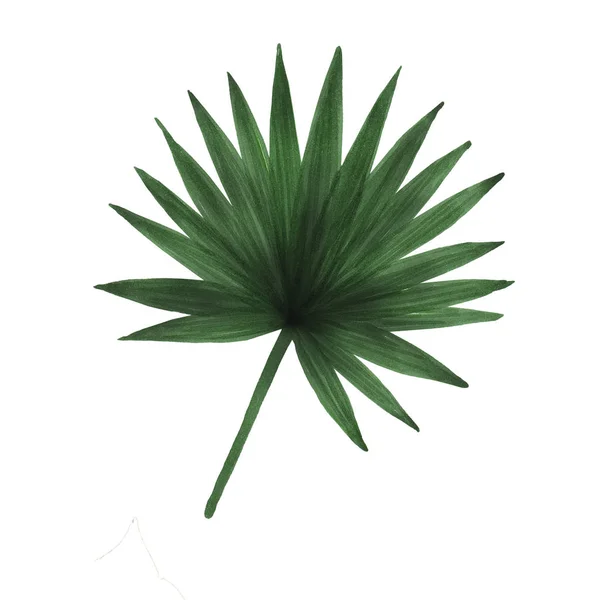 Ręcznie rysowane Ciemny zielony dżungla fan liść palmy na białym tle. — Zdjęcie stockowe