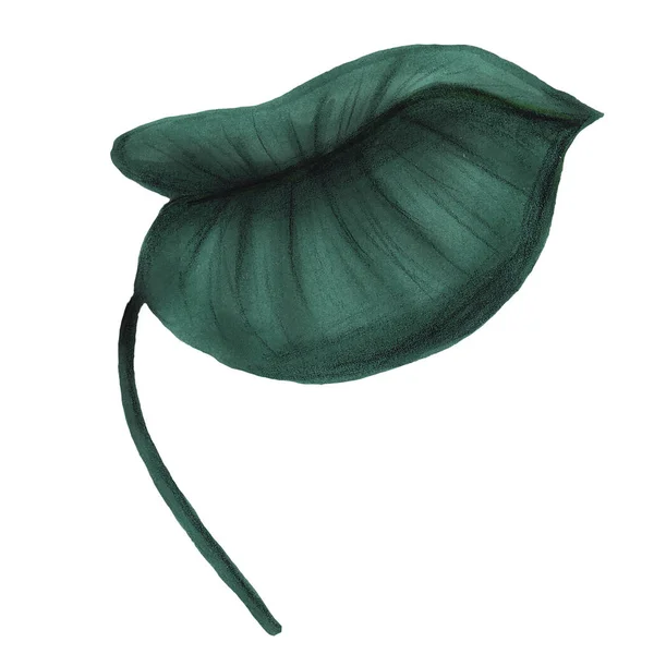 Hand drawn dark green jungle philodendron leaf on a white background. — Stock Photo, Image