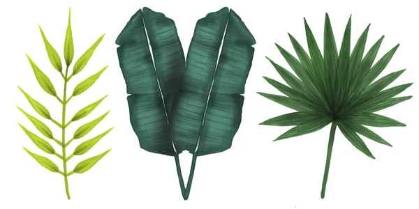 Zestaw ręcznie rysunek zielony tropikalnych liści palmowych na białym tle. — Zdjęcie stockowe