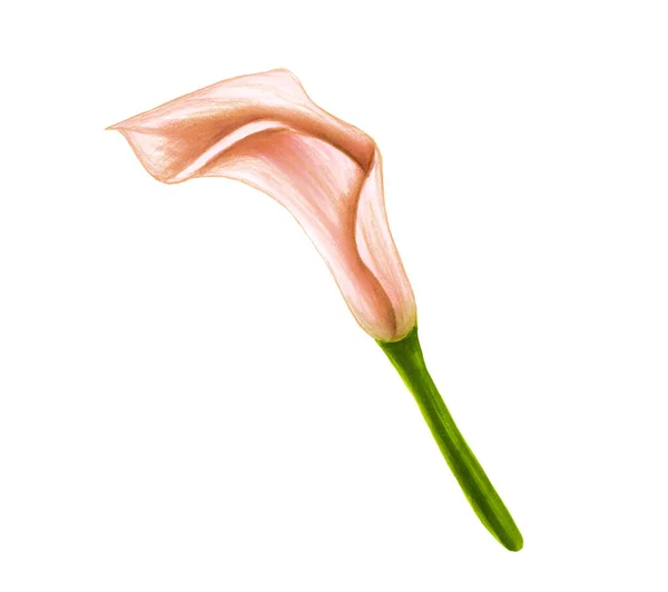 Flor de la selva rosa-beige suave dibujada a mano anthurium sobre un fondo blanco. Elemento tropical exótico decorativo para tarjetas de invitación, textil, estampado y diseño . — Foto de Stock