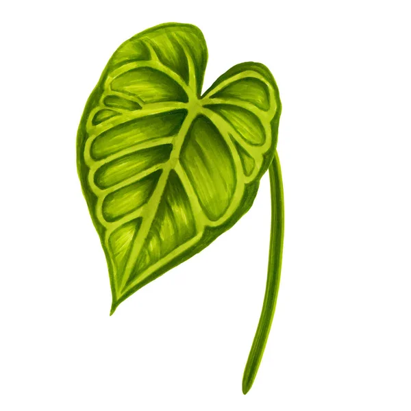 Hand drawn soft green jungle leaf of anthurium on a white background. Decorative exotic tropical element for invitations cards, textile, print and design.