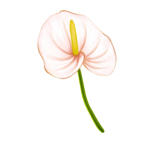 Flor de la selva rosa-beige suave dibujada a mano anthurium sobre un fondo blanco . — Foto de Stock