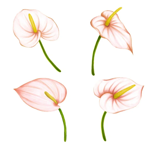Zestaw ręka rysunek miękkie różowo-beżowe kwiaty anthurium na białym tle. Element egzotyczny dekoracyjny do kart zaproszeń, tekstyliów, nadruków i wzorów. — Zdjęcie stockowe