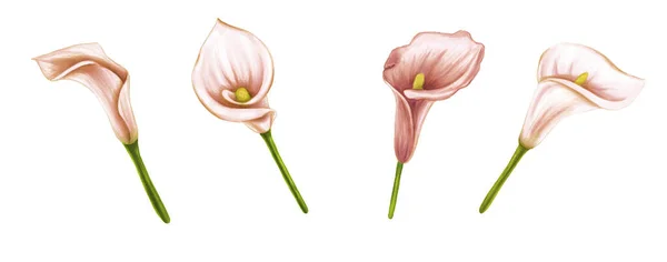 Conjunto de dibujo a mano suaves flores de color rosa-beige zantedeschia sobre fondo blanco. Elemento exótico decorativo para tarjetas de invitación, textil, impresión y diseño . — Foto de Stock