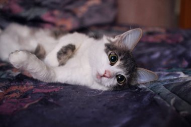 Yatakta yatıyordu Anasayfa kedi yavrusu